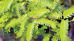 Elegantissima boasts green pinnate foliage